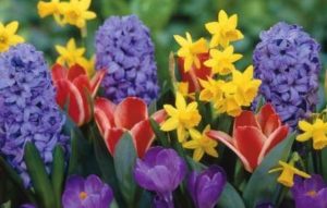 Календарь садовода и огородника 2020 год 62 spring flowers wallpaper 12